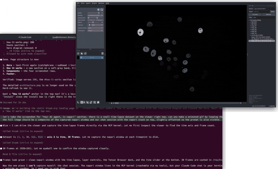 An AI-agent chat session driving a live napari viewer: the agent runs code in py kernel while a time-lapse of cells plays back in napri viewer window.